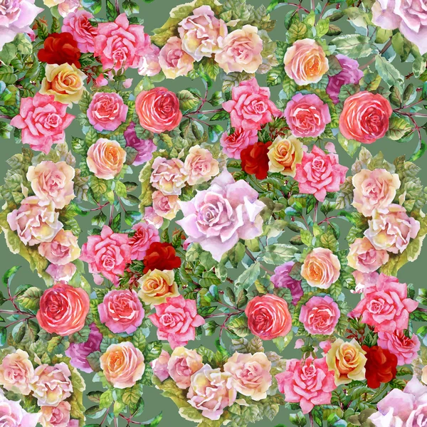 Kwitnące kwiaty róże ogrodowe — Zdjęcie stockowe
