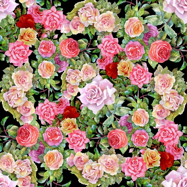 Fleurs florissantes de roses de jardin — Photo