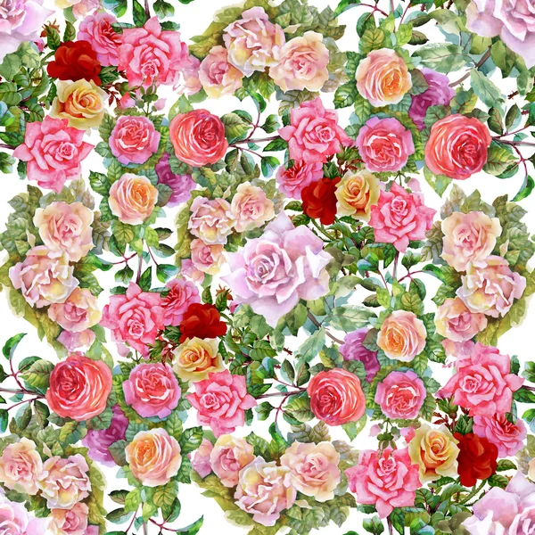 Garden roses blooming flowers — Stock Photo, Image