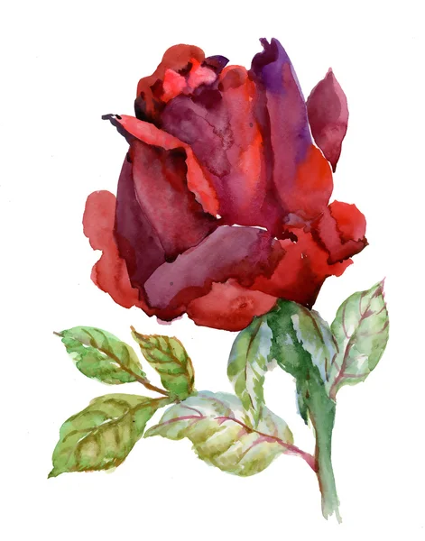 Floraison rose illustration — Photo