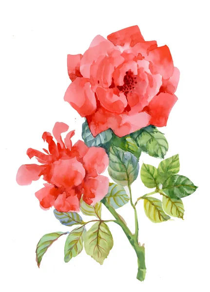 Padrão de rosas florescendo — Fotografia de Stock