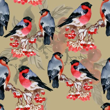 Karlı şube kuşlarda şakrak kuşu