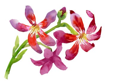 Bahçe çiçek açan çiçekler