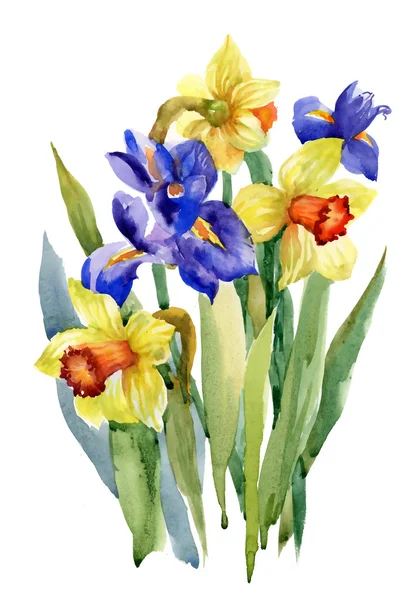Letní květiny Narcis — Stock fotografie