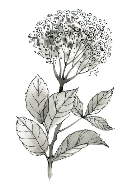 Illustrazione del fiore selvatico monocromatico — Foto Stock