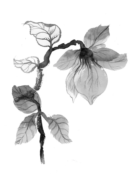 Illustrazione fiore monocromatico — Foto Stock