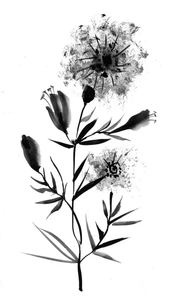 Ilustrace černobílé chrpy — Stock fotografie