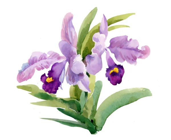 Akvarell blommande iris blommor — Stockfoto