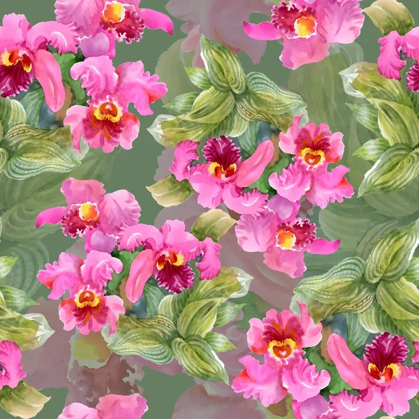 盛开的兰花花 — 图库照片