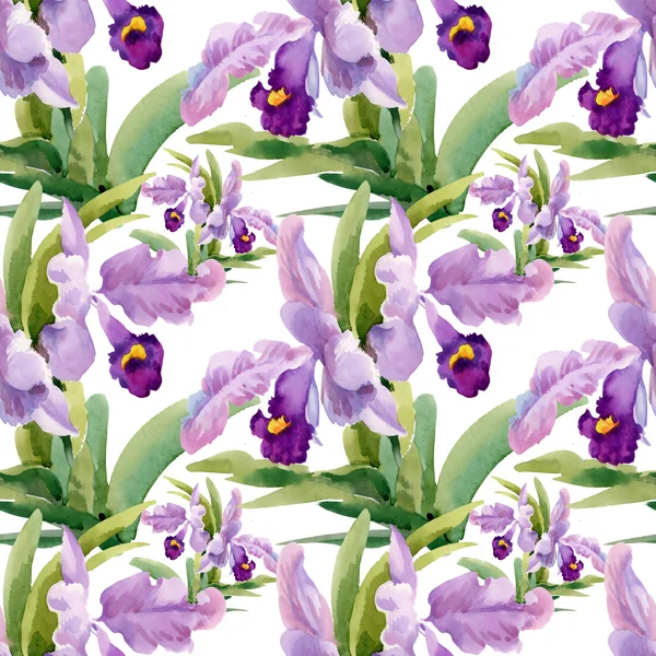 Blooming orchid flowers — Stock Photo, Image