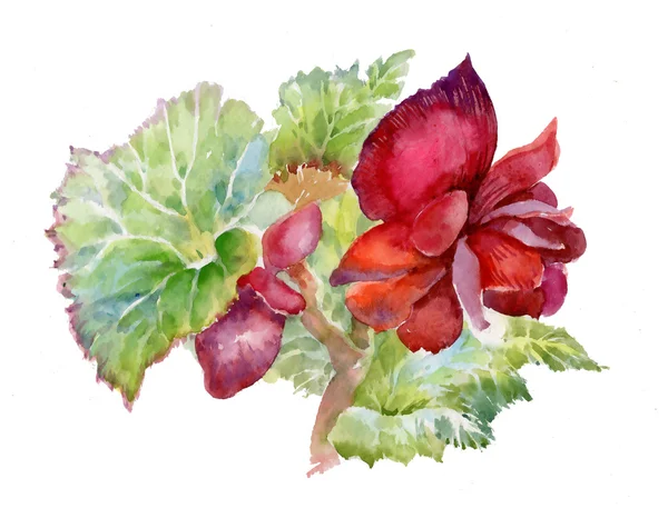 Akvarell röda blommor — Stockfoto