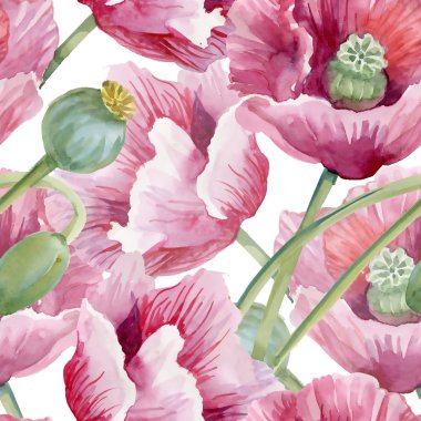 Çiçek açan Poppies çiçekler