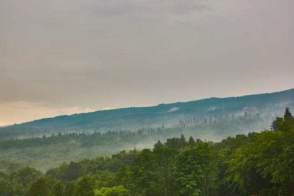 Herdem yeşil iğne yapraklılar ile düşük yalancı bulutta ormanlık dağ yamacı — Stok fotoğraf