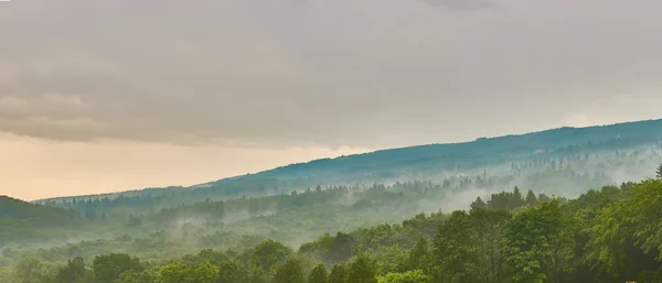 Forested mountain slope in low lying cloud with the evergreen conifers — Stock Photo, Image