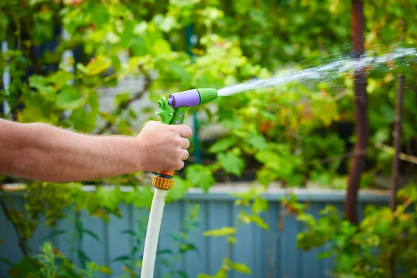 Trabalho rega jardim de mangueira — Fotografia de Stock