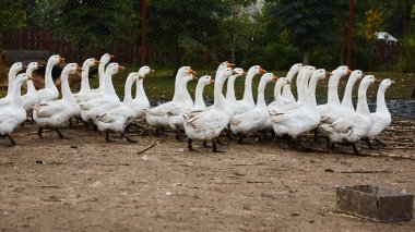 Evcil kazlar geleneksel köy kaz çiftliğinde otlar. Köyde grup kaz koşuyor.