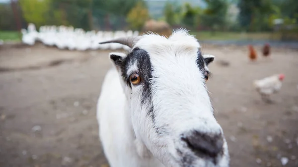 큰 뿔과 노란 눈을 가진 염소. 카메라를 보고 있는 이상 한 염소. 가축. 염소가 풀을 뜯고 있다. 동물 사진. — 스톡 사진