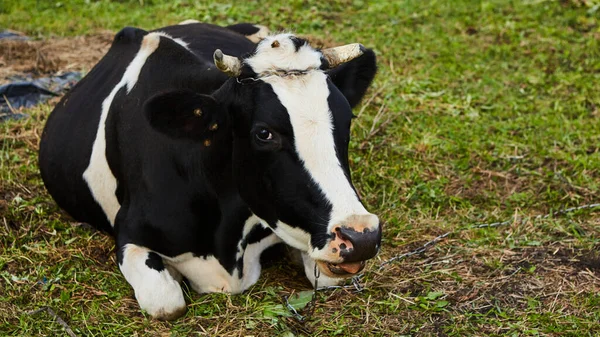 Vaca descansando em um campo verde na Ucrânia. — Fotografia de Stock