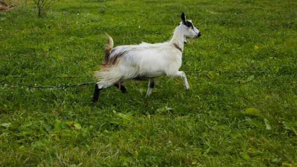 Cabra manchada com grandes chifres e olhos amarelos pastando em um prado. A cabra engraçada em uma coleira come uma grama verde. Pecuária. Pastoreio de cabra em pasto. Retrato animal. Cabras excitadas comendo em um campo de grama. — Fotografia de Stock