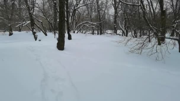 Nevicate nella foresta selvaggia profonda paesaggio invernale dolly girato — Video Stock