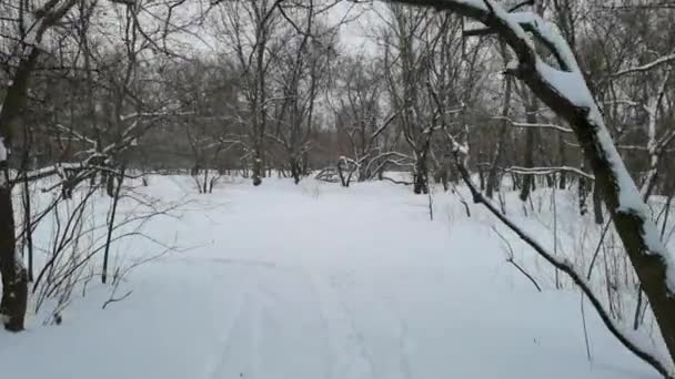 Снігопад у глибокому дикому лісі зимовий пейзаж ляльковий постріл — стокове відео
