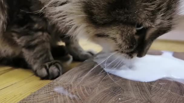Grey Cat pije mleko z podłogi. Zbliżenie — Wideo stockowe