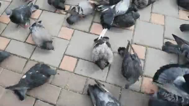 Des pigeons dans une ville. Vue grand angle. — Video