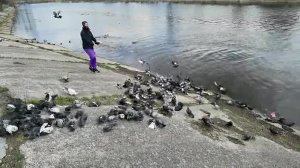 Människan matar duvor i gamla stan nära kanalen. — Stockvideo