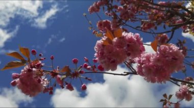 Baharda güzel pembe sakura dalları, mavi gökyüzü ve beyaz bulutlar.