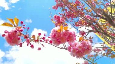 Baharda güzel pembe sakura dalları, mavi gökyüzü ve beyaz bulutlar.