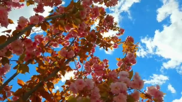 春、青空、白い雲の中に美しいピンクの桜の枝背景 — ストック動画