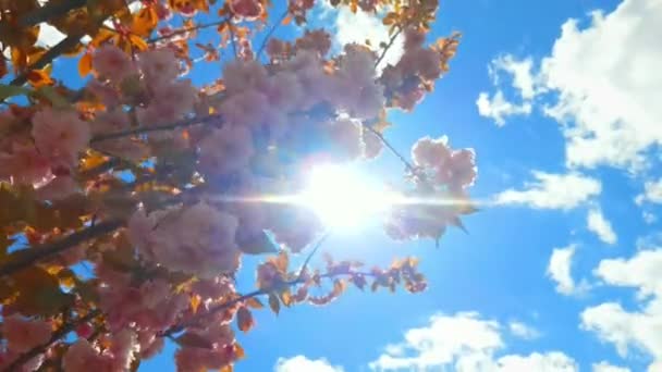 봄에는 아름다운 분홍빛 사쿠라 가지들, 푸른 하늘 과흰 구름 배경 — 비디오