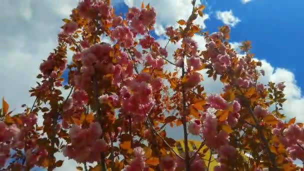 Piękny różowy sakura gałęzie wiosną, błękitne niebo i białe chmury tło — Wideo stockowe