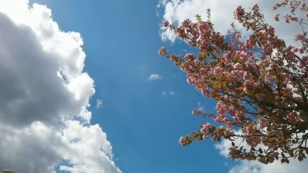 春、青空、白い雲の中に美しいピンクの桜の枝背景 — ストック動画