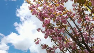 Baharda güzel pembe sakura dalları, mavi gökyüzü ve beyaz bulutlar.