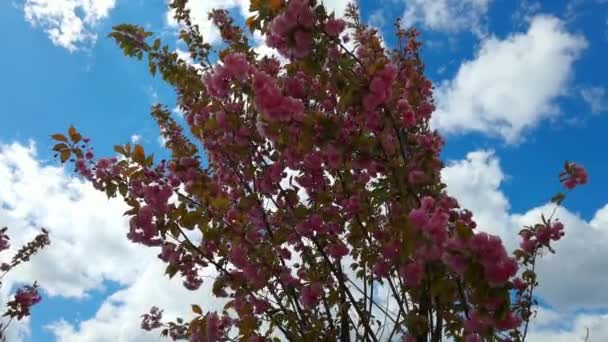 春、青空、白い雲の中に美しいピンクの桜の枝背景 — ストック動画