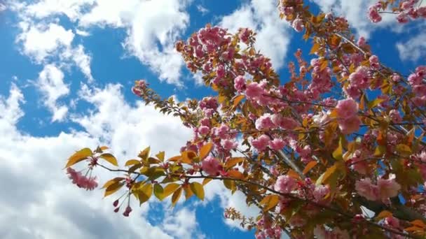 春、青空、白い雲の中に美しいピンクの桜の枝背景 — ストック動画