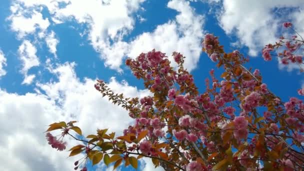 Krásné růžové sakura větve na jaře, modré nebe a bílé mraky pozadí — Stock video