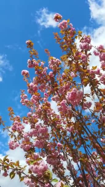 春、青空、白い雲の中に美しいピンクの桜の枝背景 — ストック動画