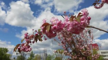 Baharda güzel pembe sakura dalları, mavi gökyüzü ve beyaz bulutlar.