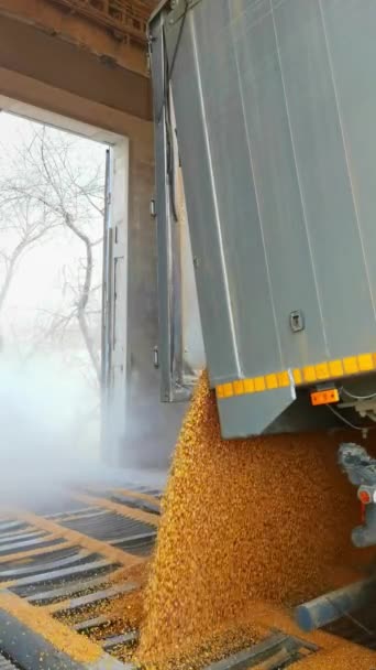 Прийом зерна з вантажного автомобіля на залізниці в ліфті, зерно проходить в красивому потоці, крупним планом — стокове відео