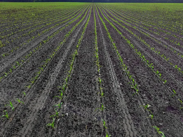 Piantina di mais nella stagione in cui piove. Gli agricoltori hanno piantato. — Foto Stock