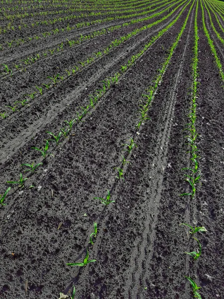 Piantina di mais nella stagione in cui piove. Gli agricoltori hanno piantato. — Foto Stock
