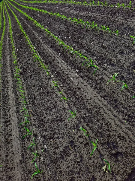 O crescimento e desenvolvimento de plantas de milho. — Fotografia de Stock