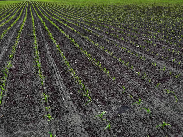 Plantmajs på säsongen när det regnar. Jordbrukarna har planterat. — Stockfoto