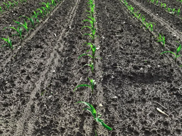 雨が降る季節にトウモロコシを播種する。農家が植え付け. — ストック写真