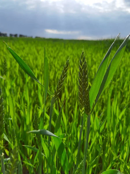 Campo de trigo verde fresco durante o dia de verão. — Fotografia de Stock
