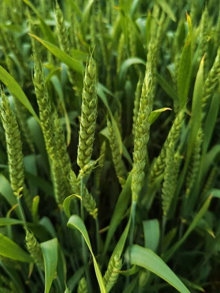 Fresh green wheat field during summer day. — Stock Photo, Image