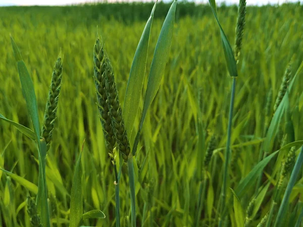 Färskt grönt vetefält under sommardagen. — Stockfoto