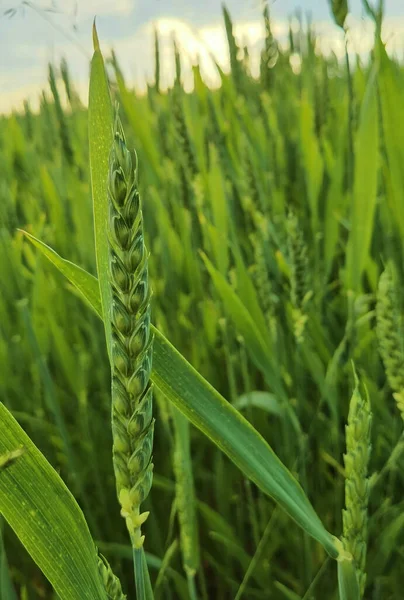 Campo di grano verde fresco durante la giornata estiva. — Foto Stock